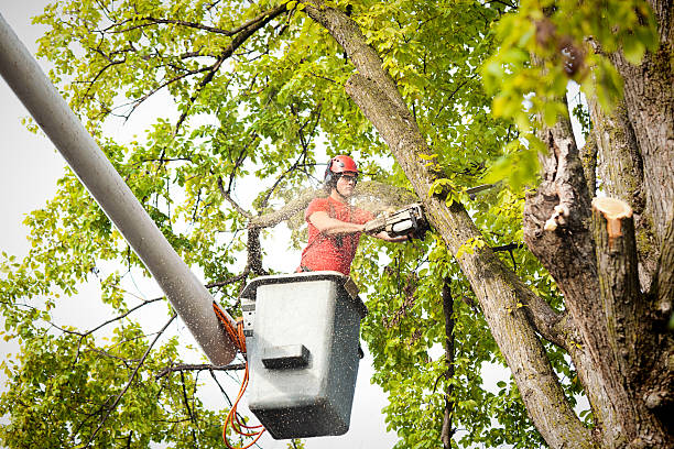  Sonora, CA Tree Services Pros