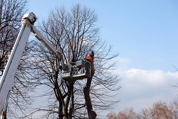 Best Tree Maintenance Programs  in Sonora, CA